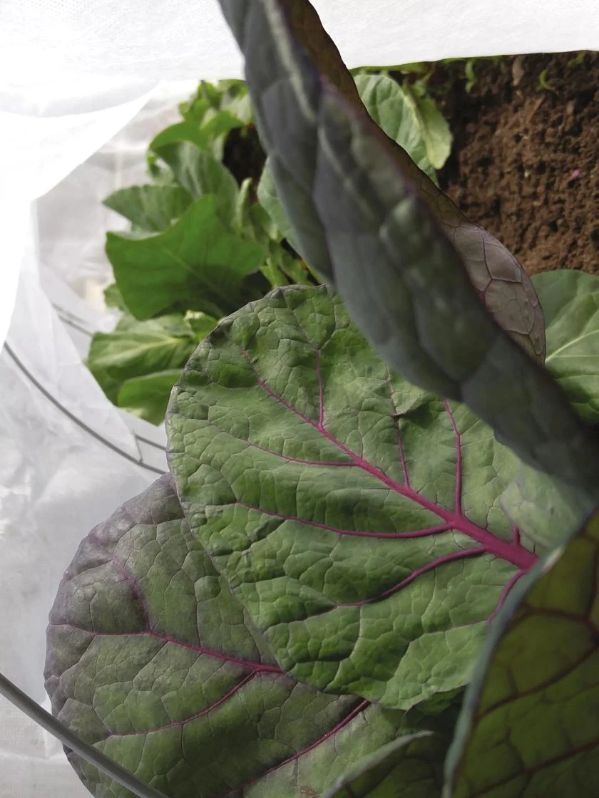 Summerweight Garden Fabric 4 Summerweight Garden Fabric - Image 2