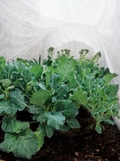 Summerweight Garden Fabric 10 Summerweight Garden Fabric -Garden Care Store 32644 7936 tif