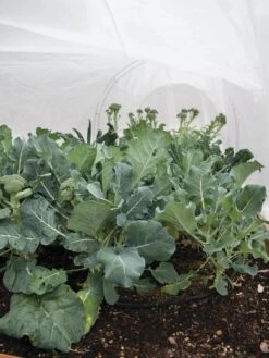 All-Purpose Garden Fabric -Garden Care Store 32646 7940 tif