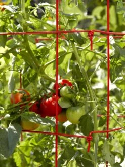 Tomato Cages, Set Of 4 -Garden Care Store 34182 592