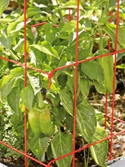 Pepper And Eggplant Cages, Set Of 3 12 Pepper And Eggplant Cages, Set Of 3 -Garden Care Store 37464 567 tif