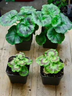 Organic Seed Starting Mix, 6 Quarts 9 Organic Seed Starting Mix, 6 Quarts -Garden Care Store 37808 002E tif