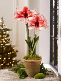 Premium Amaryllis Bulb -Garden Care Store 39 733 Charisma 2021 08 tif