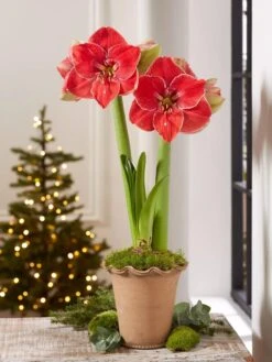 Premium Amaryllis Bulb -Garden Care Store 39 733 MagicalTouch 2021 10 tif