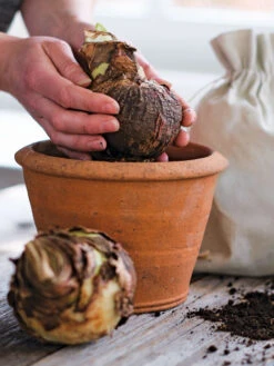 Amaryllis Planting Kit -Garden Care Store 39 733 bagged 2020 05000