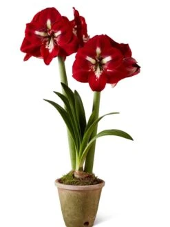 Premium Amaryllis Bulb -Garden Care Store 39733 2020 2002 silo tif