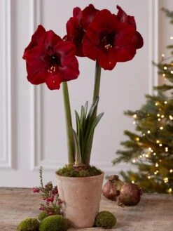 Premium Amaryllis Bulb -Garden Care Store 39733 2020 2004 tif