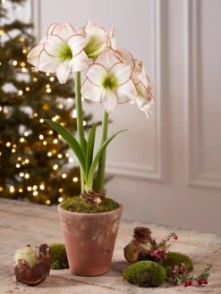Premium Amaryllis Bulb -Garden Care Store 39733 2020 2006 tif