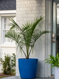 Viva Round Self-Watering Rolling Planter, 20" Diameter, Set Of 2 -Garden Care Store 3 4 crop 8612933 0024 tif