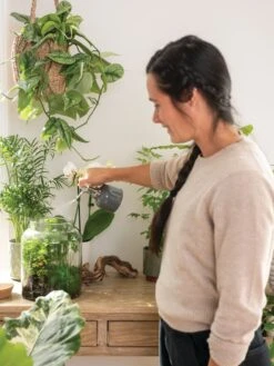 Indoor Plant Mister -Garden Care Store 3 4 crop 8612962 3792