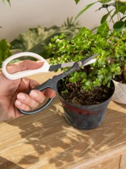 Japanese Pruning Scisssors -Garden Care Store 3 4 crop 8612968 0092