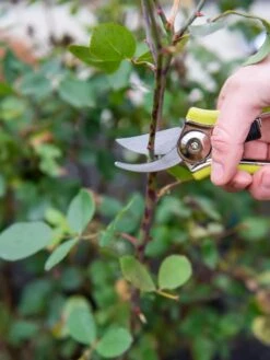 Pocket Pruners -Garden Care Store 8586314 027 tif