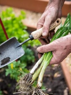 Gardener's Lifetime Trowel 10 Gardener's Lifetime Trowel -Garden Care Store 8586972 3286 tif