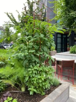 Tomato Towers, Set Of 2 8 Tomato Towers, Set Of 2 -Garden Care Store 8587041 01IN tif