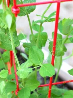 Tall Expandable Pea Trellis -Garden Care Store 8587061 101 tif 1