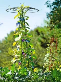 Essex Tuteur, 78" 13 Essex Tuteur, 78" -Garden Care Store 8587861 5028 tif