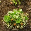 Strawberry Supports, Set Of 6 1 Strawberry Supports, Set Of 6 -Garden Care Store 8587970 1039 tif