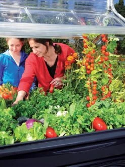 Canopia® By Palram Plant Inn™ Raised Bed Greenhouse, 4' X 4' 29 Canopia® By Palram Plant Inn™ Raised Bed Greenhouse, 4' X 4' -Garden Care Store 8588308 03V tif