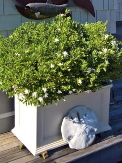 Fairfield Self-Watering Patio Planters, 20” X 36” -Garden Care Store 8588417 208V tif