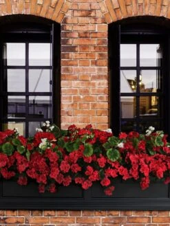 Fairfield Self-Watering Window Box, 5’ -Garden Care Store 8588938 102V tif