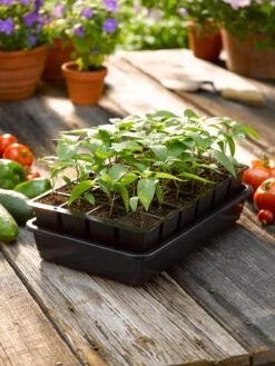 Growease Seed Starter Kit -Garden Care Store 8589987 1148 tif