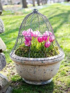 Chicken Wire Cloche -Garden Care Store 8590210 021 tif