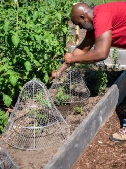 Chicken Wire Cloche With Extension -Garden Care Store 8590210 0442 tif