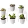 Succulent Terrarium Plant Collection, Set Of 6 -Garden Care Store 8591769 3597 tif
