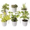 Low Light Terrarium Plant Collection, Set Of 6