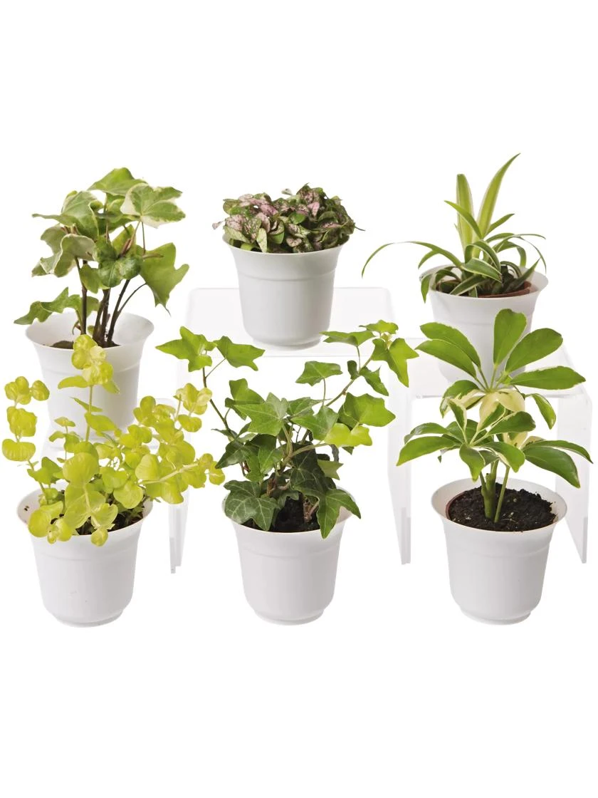 Low Light Terrarium Plant Collection, Set Of 6 3 Low Light Terrarium Plant Collection, Set Of 6
