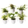 Fern Terrarium Plant Collection, Set Of 6 1 Fern Terrarium Plant Collection, Set Of 6 -Garden Care Store 8591771 3591 tif