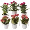 Flowering Terrarium Plant Collection, Set Of 6 -Garden Care Store 8591772 3594 tif