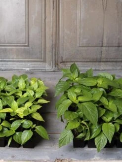 Organic Seed Starting Mix, 6 Quarts 10 Organic Seed Starting Mix, 6 Quarts -Garden Care Store 8592212 002E tif 1