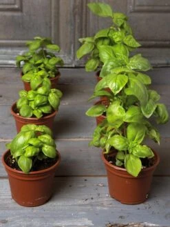 Organic Self-Watering Potting Mix, 20 Qts. -Garden Care Store 8592212 3979 001E tif 2