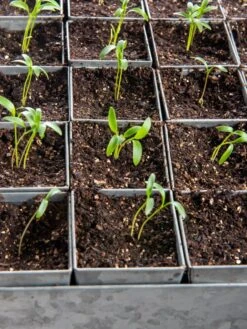 Seed Starting Mix, 9 Qts. 12 Seed Starting Mix, 9 Qts. -Garden Care Store 8592212 6177