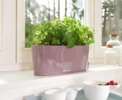 Lechuza® Delta Self-Watering Windowsill Planters -Garden Care Store 8592361 01V tif