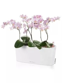 Lechuza® Delta Self-Watering Windowsill Planters -Garden Care Store 8592361 02V tif