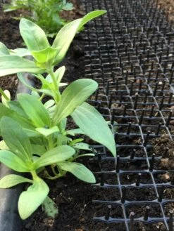 Cat Scat Mat -Garden Care Store 8592448 03CUST tif