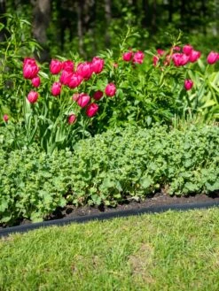 EasyFlex™ No Dig Edging, 50' -Garden Care Store 8592452 0084 tif