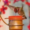 Copper Hummingbird Feeder -Garden Care Store 8593301 001V tif
