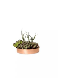 Extra Small Round Copper Plant Tray, 8" 10 Extra Small Round Copper Plant Tray, 8" -Garden Care Store 8593528 2909 tif