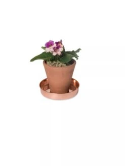 Extra Small Round Copper Plant Tray, 8" 12 Extra Small Round Copper Plant Tray, 8" -Garden Care Store 8593528 2922 tif