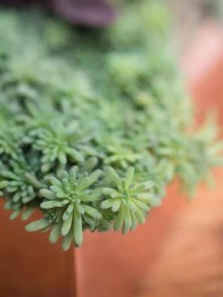 Tall Rectangular Copper Plant Tray, 18" X 5" X 4" -Garden Care Store 8593534 4601 tif