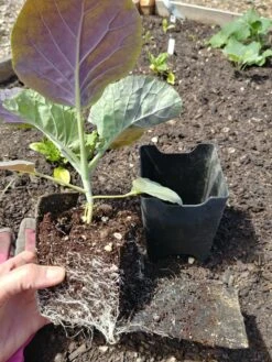 Pop-Out Pots, Set Of 4 -Garden Care Store 8593943 1357 tif