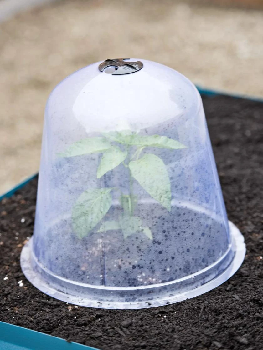 Large Garden Cloches, Set Of 3 3 Large Garden Cloches, Set Of 3