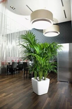 Lechuza® Quadro LS Premium Self-Watering Square Planters -Garden Care Store 8594096 03V tif