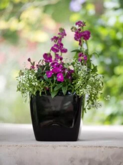 Viva Square Self-Watering Planter, 7" Diameter -Garden Care Store 8595223 1107 tif