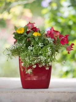 Viva Square Self-Watering Planter, 7" Diameter -Garden Care Store 8595223 1111 tif