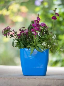 Viva Square Self-Watering Planter, 7" Diameter -Garden Care Store 8595223 1113 tif