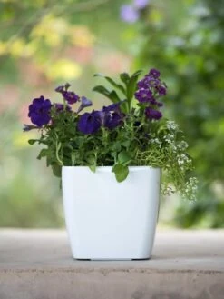 Viva Square Self-Watering Planter, 7" Diameter -Garden Care Store 8595223 1118 tif